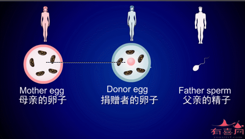 试管供卵试管代怀双胞胎_试管双胞胎:供卵代怀的奇迹